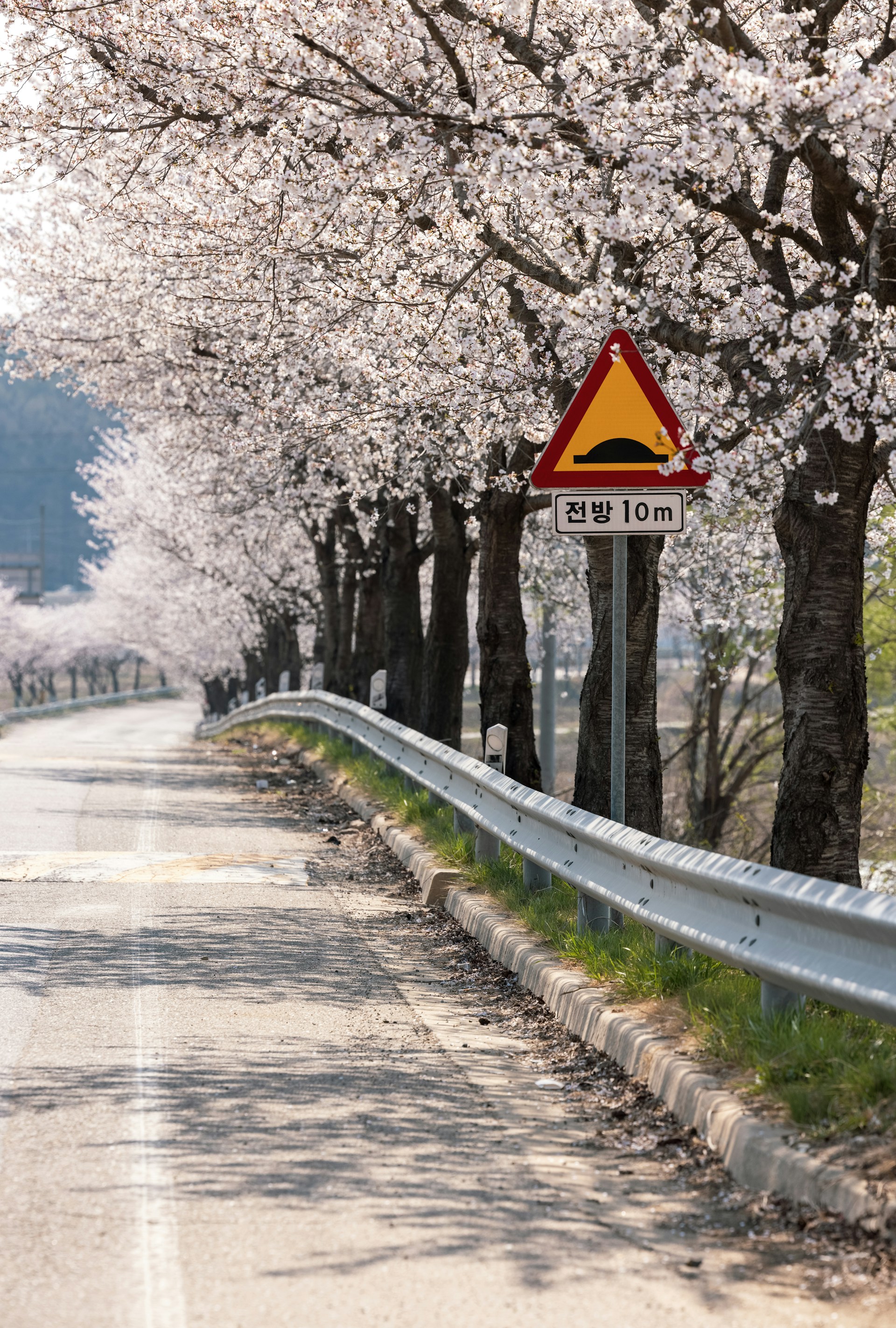 Traffic Calming Strategies
